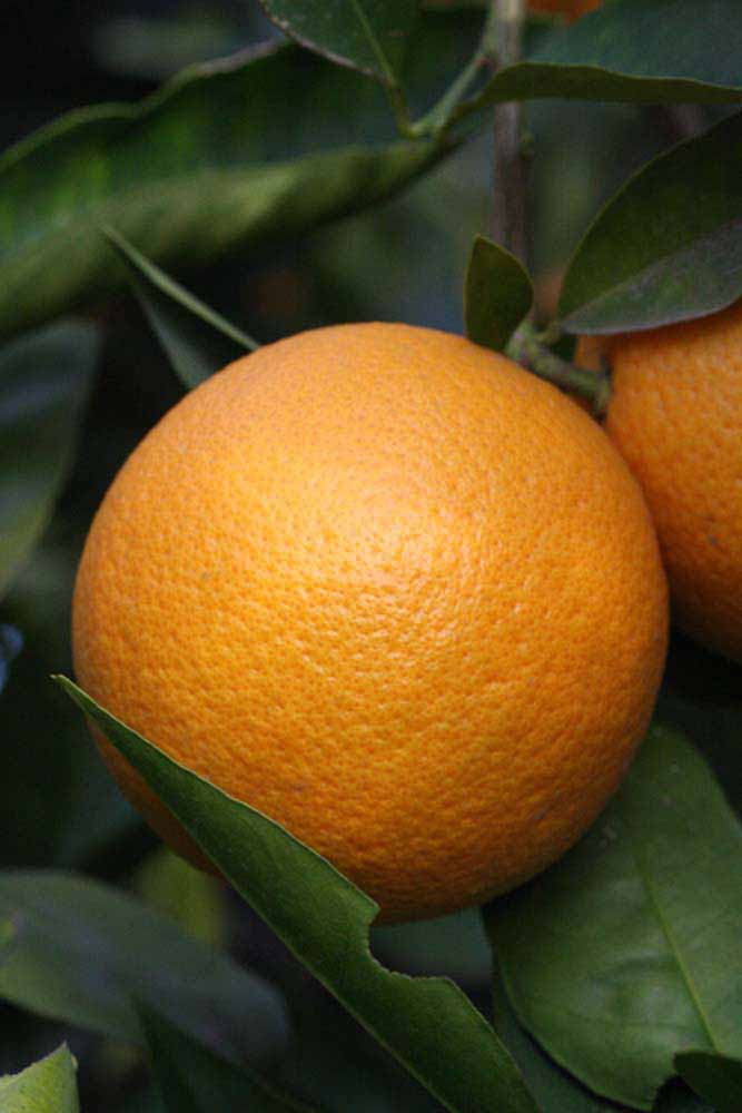            Fruit (Vainiglia, Riverside, CA)   